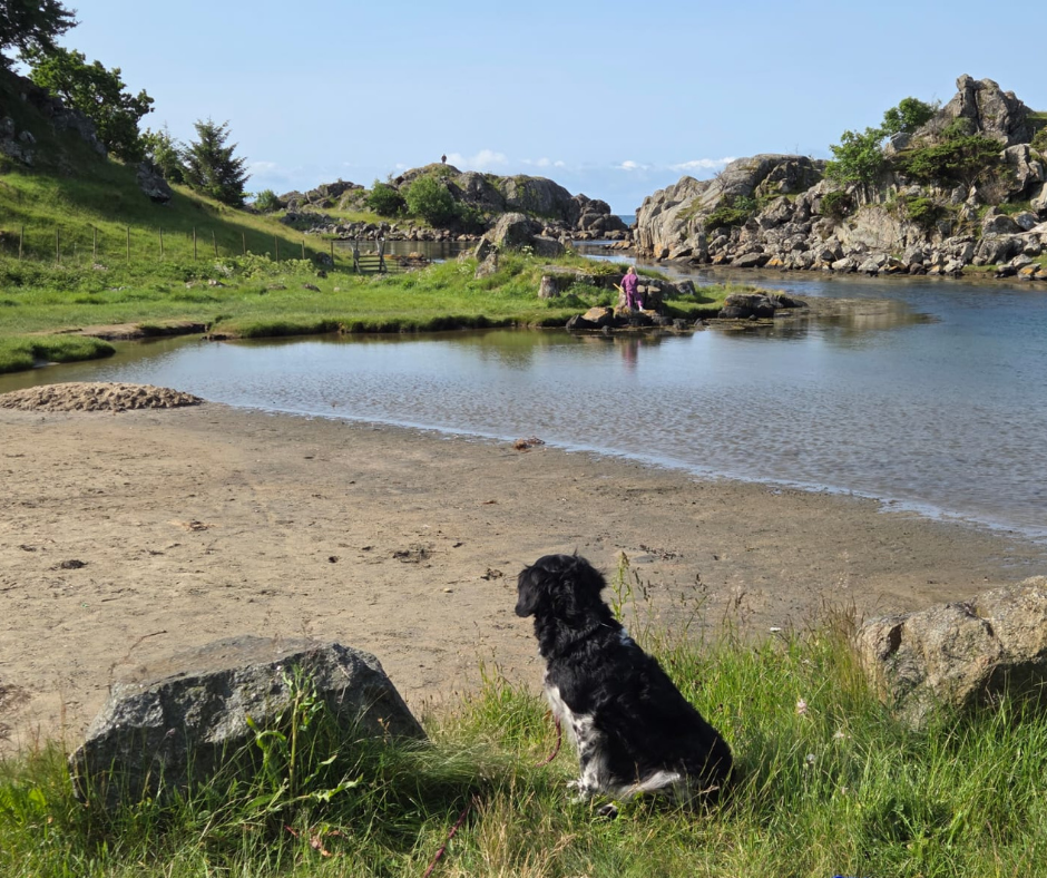 hond naar Noorwegen