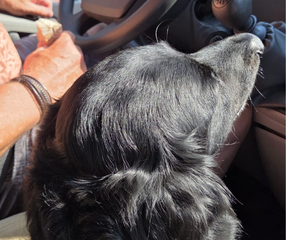 hond naar Schotland